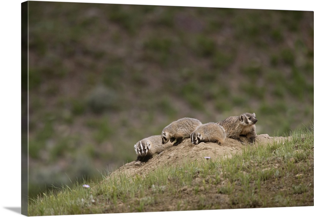 USA, Wyoming, Yellowstone National Park. Badger kits and mother outside den. Credit: Don Grall