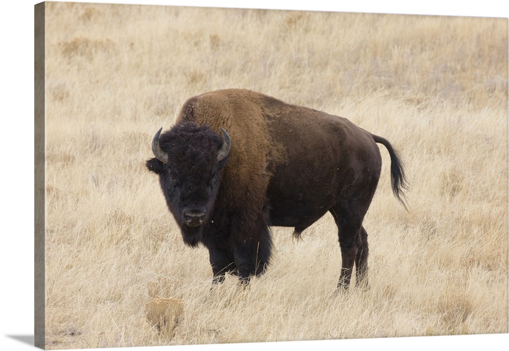 Wyoming, Yellowstone National Park, Bison bull (Bison bison), in the Lamar Valley.