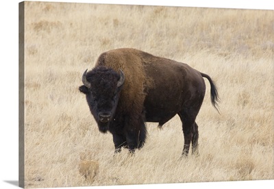 Wyoming, Yellowstone National Park, Bison bull in the Lamar Valley