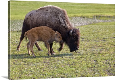 Wyoming, Yellowstone National Park, Bison calf with mother