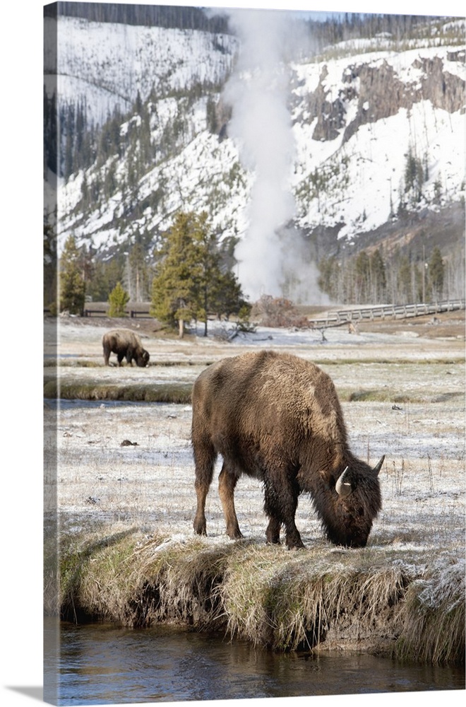 USA, Wyoming, Yellowstone National Park, Bison feeding along stream on spring morning.
