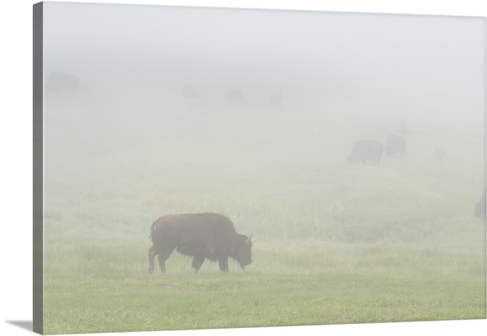 USA, Wyoming, Yellowstone National Park. Bison herd grazes on foggy morning in Lamar Valley. Credit: Don Grall