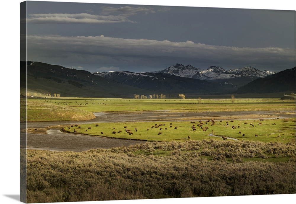 USA, Wyoming, Yellowstone National Park. Bison herd in Lamar Valley. Credit: Don Grall