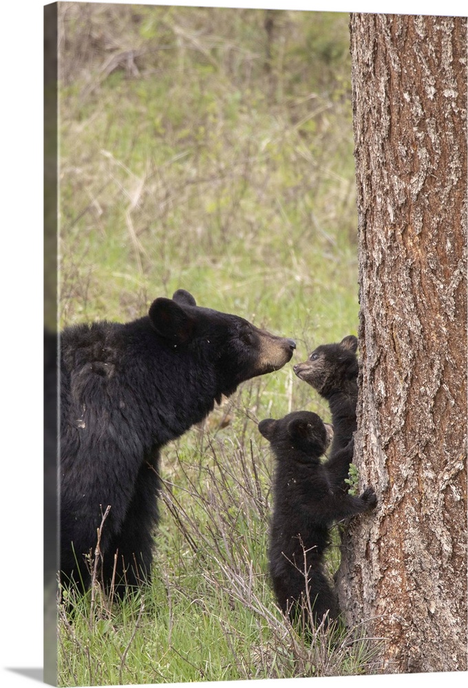 USA, Wyoming, Yellowstone National Park. Black bear cubs and mother bear. Credit: Don Grall