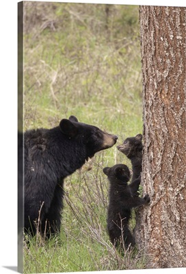 Wyoming, Yellowstone National Park, Black Bear Cubs And Mother Bear