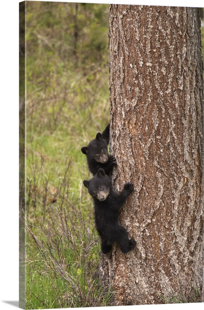 USA, Wyoming, Yellowstone National Park. Black bear cubs climb pine tree. Credit: Don Grall
