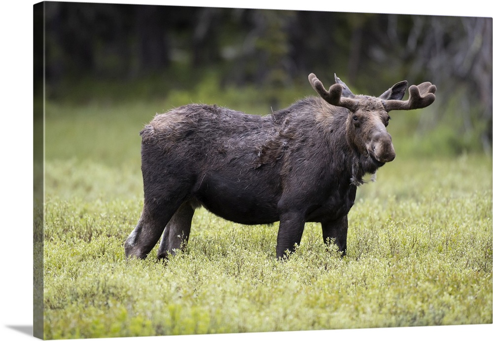 USA, Wyoming, Yellowstone National Park. Bull moose with velvet antlers. Credit: Don Grall
