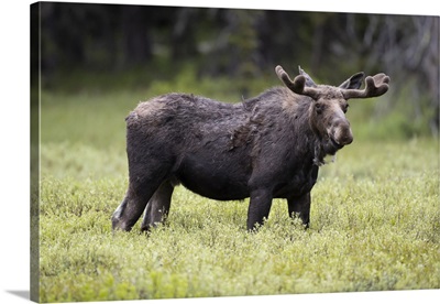 Wyoming, Yellowstone National Park, Bull Moose With Velvet Antlers