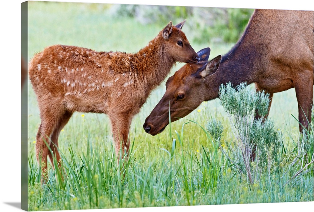 North America, USA, Wyoming, Yellowstone National Park, elk (Cervus elaphus) cow licking calf.