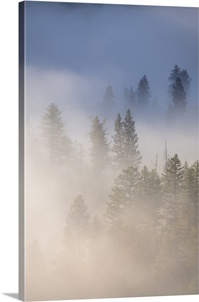 USA, Wyoming, Yellowstone National Park. Cold morning creates a fog above the Yellowstone River, infiltrating the trees ne...