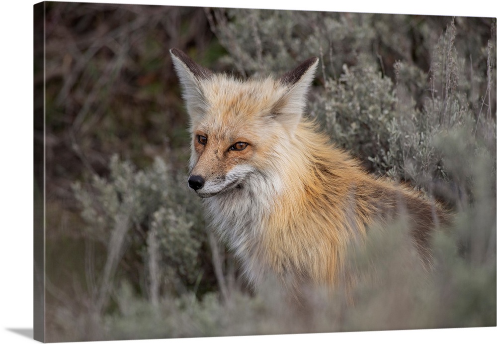 USA, Wyoming, Yellowstone National Park. Red Fox (Vulpes vulpes) framed by sage brush in Lamar Valley, Yellowstone Nationa...