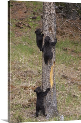 Wyoming, Yellowstone National Park, Three Black Bear Cubs Climb Pine Tree