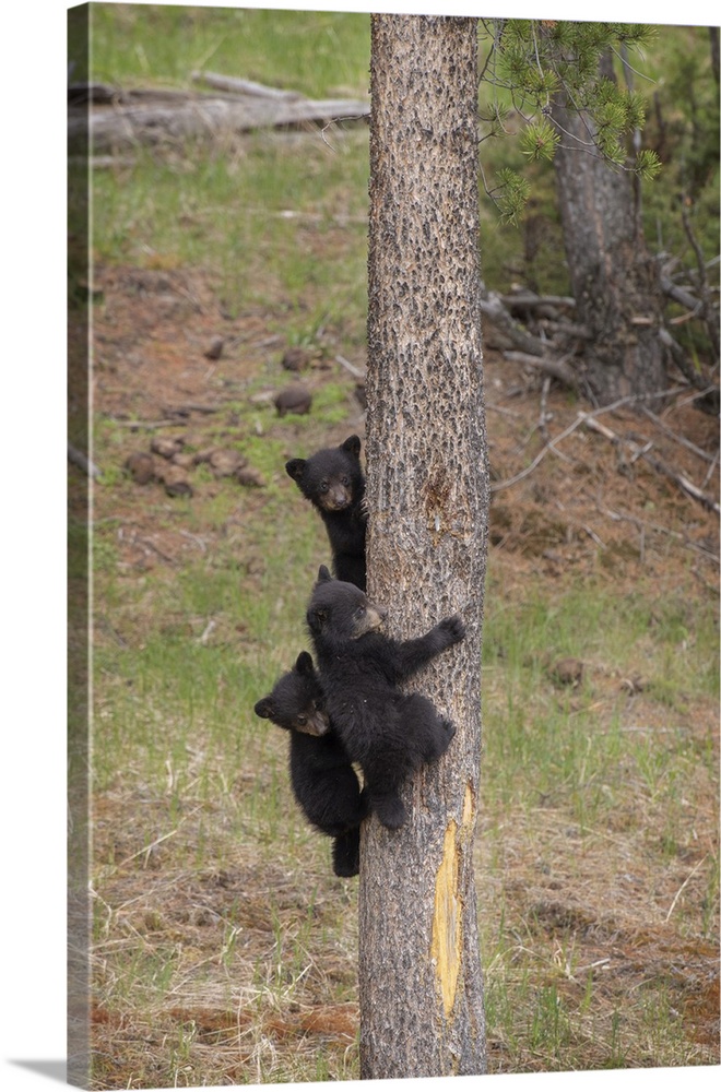 USA, Wyoming, Yellowstone National Park. Three black bear cubs climb pine tree. Credit: Don Grall