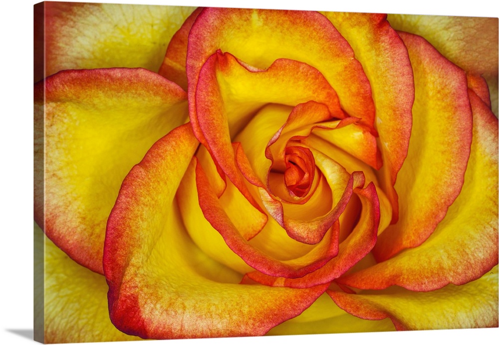 Yellow and red rose.