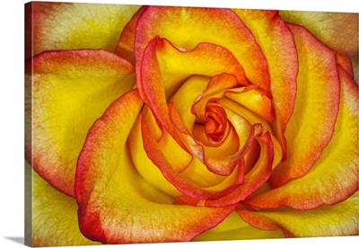 Yellow And Red Rose