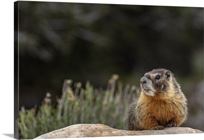Yellow Bellied Marmot In Great Basin National Park, Nevada, USA