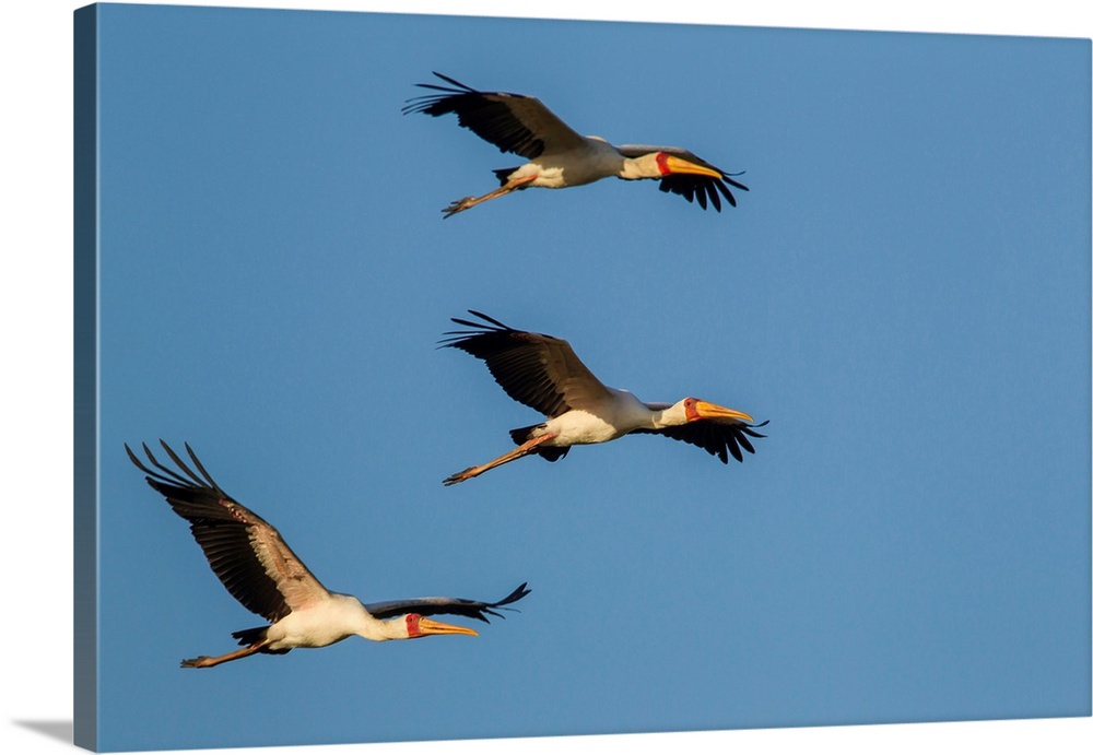 Yellow-billed stork fly in formation. Digitally altered, Lake Manyara National Park, Tanzania.