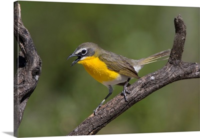 Yellow-Breasted Chat (Icteria Virens) Adult Perched