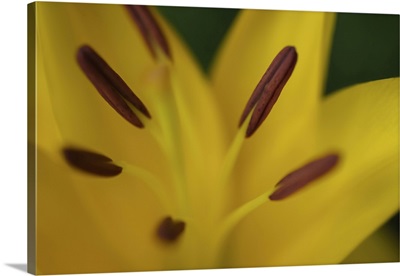 Yellow Daylily Flower Close-Up