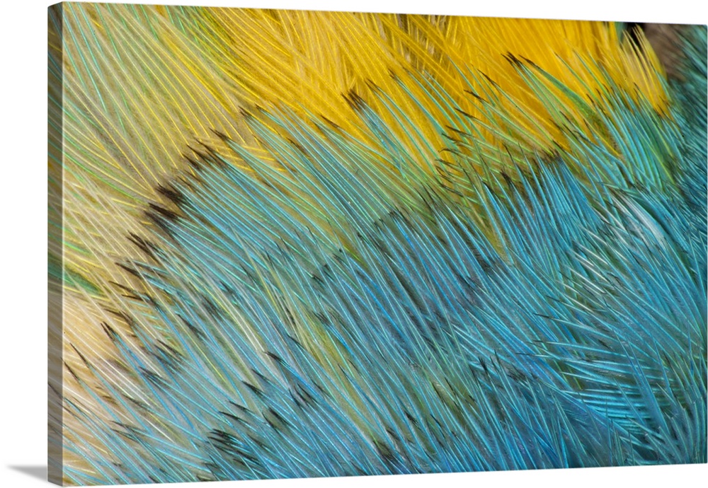 Yellow-headed Amazon Parrot.