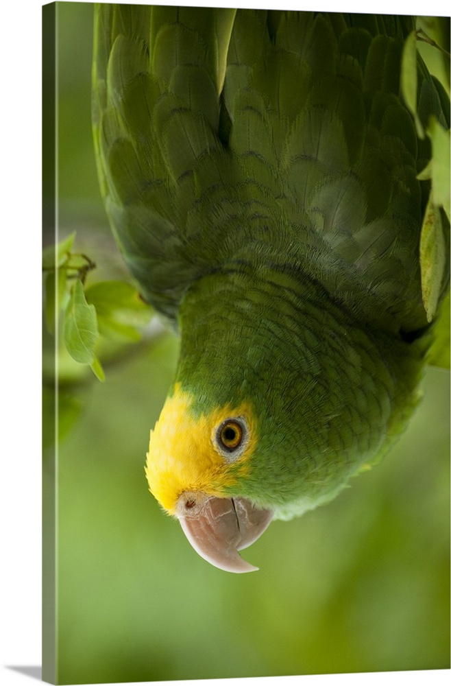 Yellow-headed Amazon Parrot (Amazona oratrix), Belize, Central America. Found in Riparian forest and areas with scattered ...