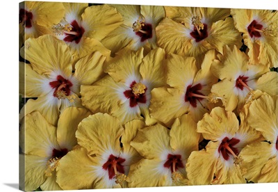 Yellow Hibiscus Flower Grouping, Maui, Hawaii