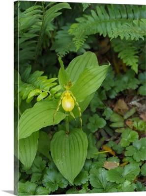 Yellow Lady's Slipper Or Moccasin Flower, Native To North America