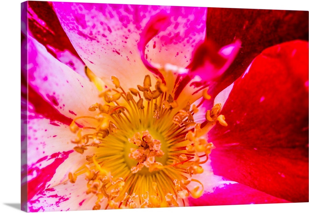 Vienna, Virginia, Yellow, magenta, red, and white petals of a wild rose