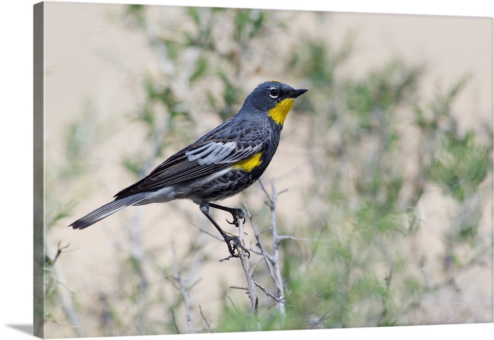 Yellow-rumped Warbler.