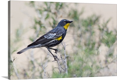 Yellow-Rumped Warbler