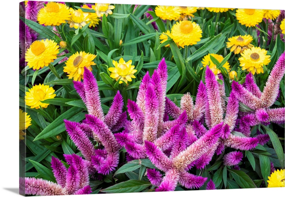Yellow strawflowers and purple Celosia in garden, USA