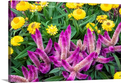 Yellow strawflowers and purple Celosia in garden, USA
