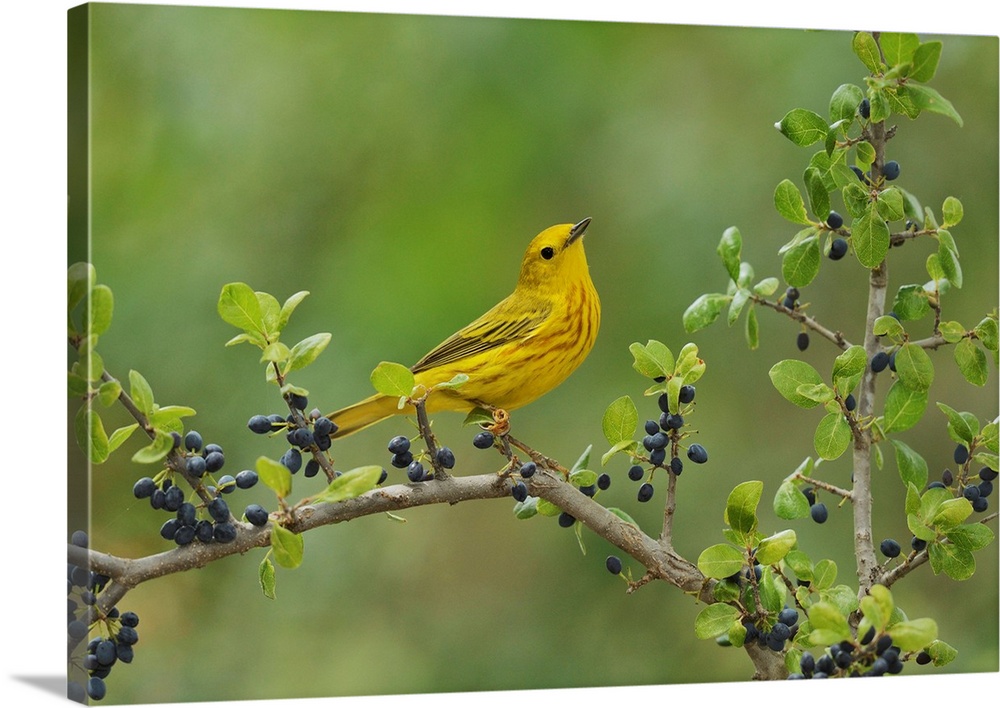 Yellow Warbler (Dendroica petechia), adult male perched on Elbow bush (Forestiera pubescens) with berries, Hill Country, T...