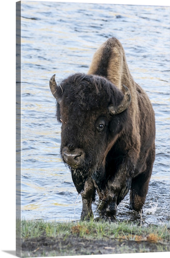 Yellowstone National Park. A bison bull emerging from the Firehole River.
