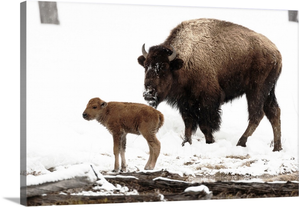 Yellowstone National Park. A female bison feeds while her new born calf shivers in the spring snow.