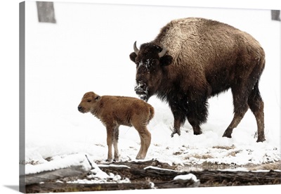 Yellowstone National Park, A Female Bison And Her New Born Calf