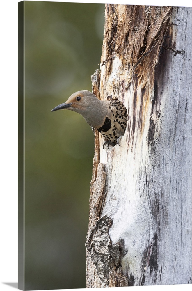 Yellowstone National Park, a female northern flicker emerges from its nest hole.