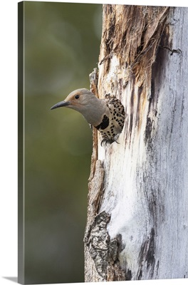 Yellowstone National Park, A Female Northern Flicker Emerges From Its Nest Hole