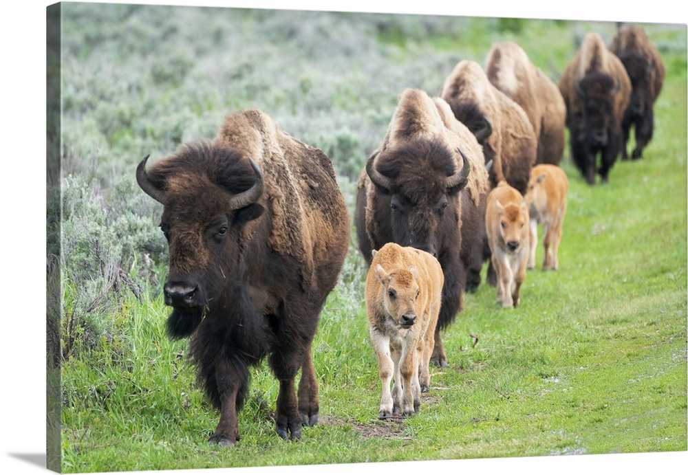 Yellowstone National Park. A group of bison cows with their calves move in a long line.