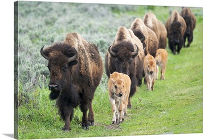 Yellowstone National Park, A Group Of Bison Cows With Their Calves Move In A Long Line