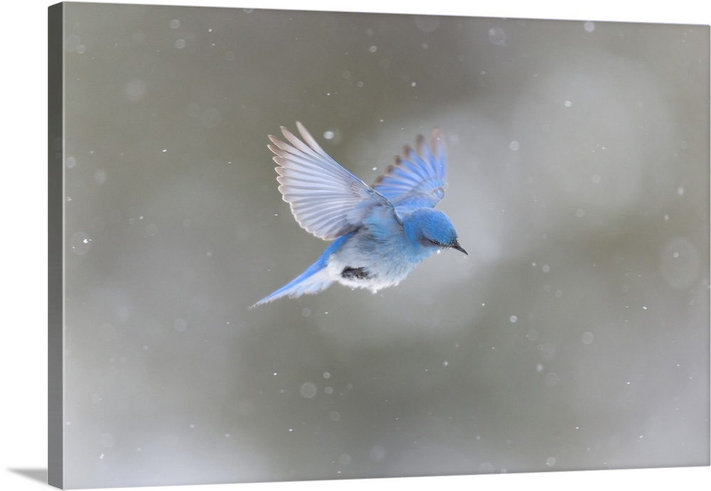 Yellowstone National Park, a male mountain bluebird hovers above a stream in a snowstorm looking for insects.