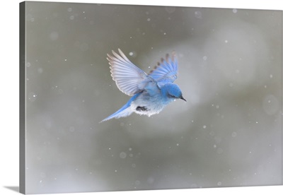Yellowstone National Park, A Male Mountain Bluebird Hovers Above A Stream In A Snowstorm