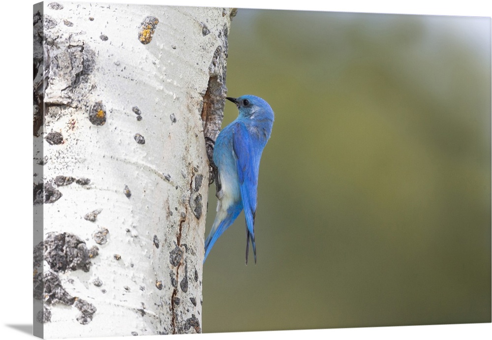 Yellowstone National Park, a male mountain bluebird perching at its nest hole.