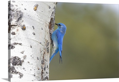 Yellowstone National Park, A Male Mountain Bluebird Perching At Its Nest Hole