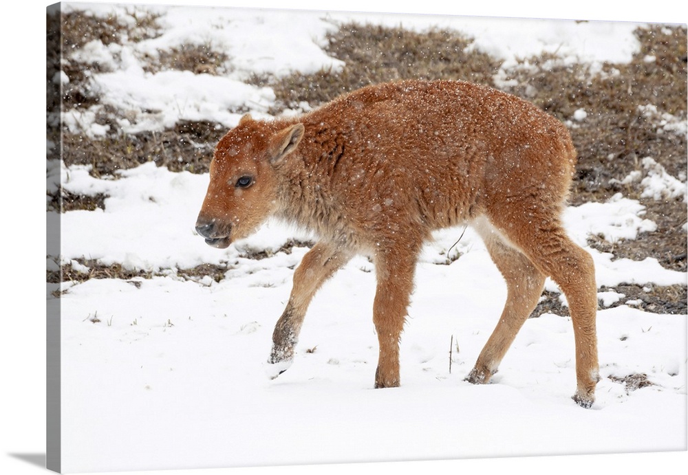 Yellowstone National Park. A newborn bison calf standing in a spring snow storm.