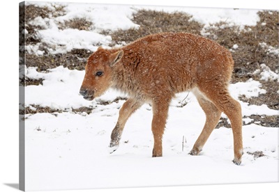 Yellowstone National Park, A Newborn Bison Calf Standing In A Spring Snow Storm