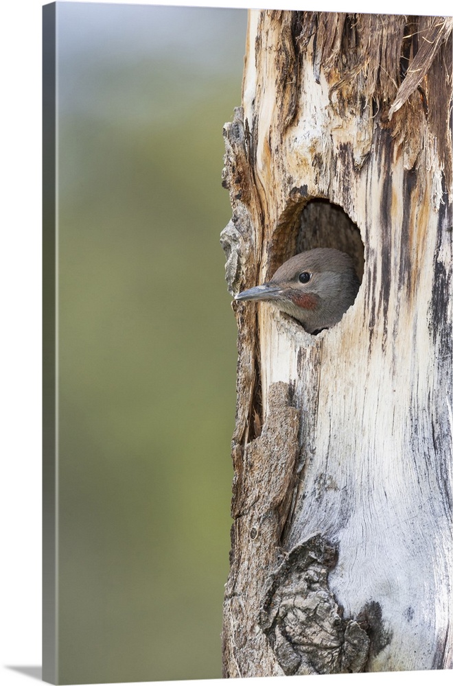 Yellowstone National Park, a young northern flicker peeks out of its nest hole.