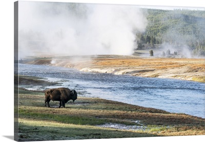 Yellowstone National Park, American Bison Bull At Firehole River, Midway Geyser Basin