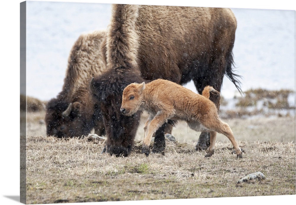 Yellowstone National Park. American bison calf runs and playing in the snow squall.