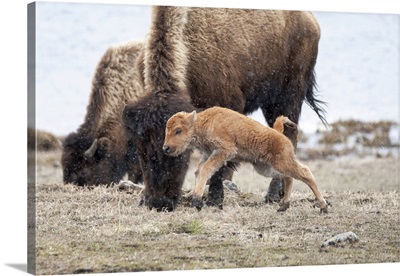 Yellowstone National Park, American Bison Calf Runs And Playing In The Snow Squall